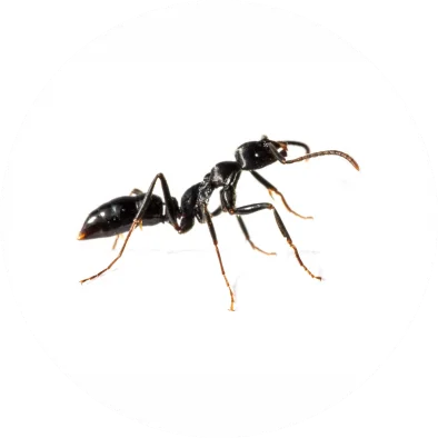 Ants
