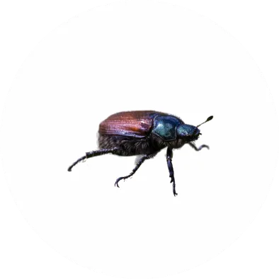 Aphids