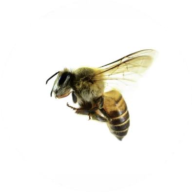 Bees