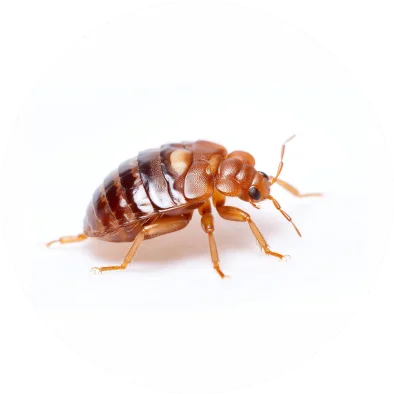 Bugs