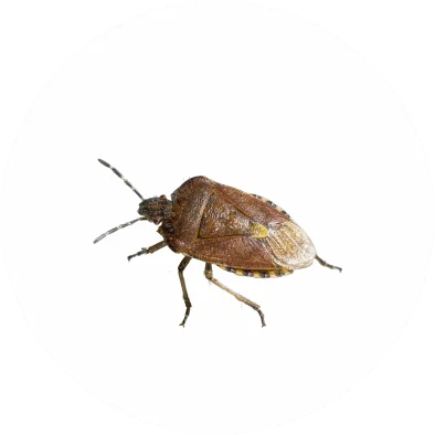 Fleas