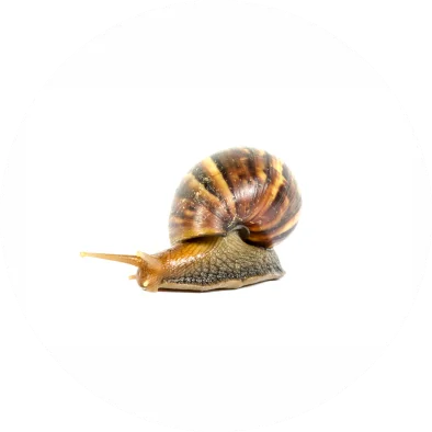 Snails