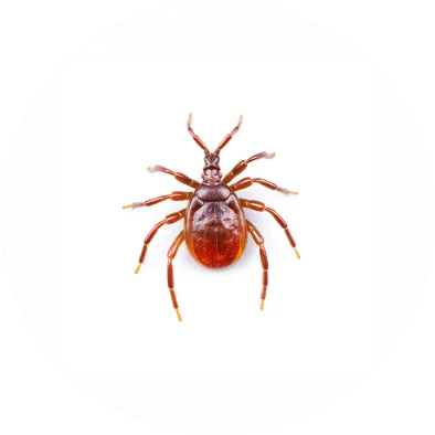 Ticks