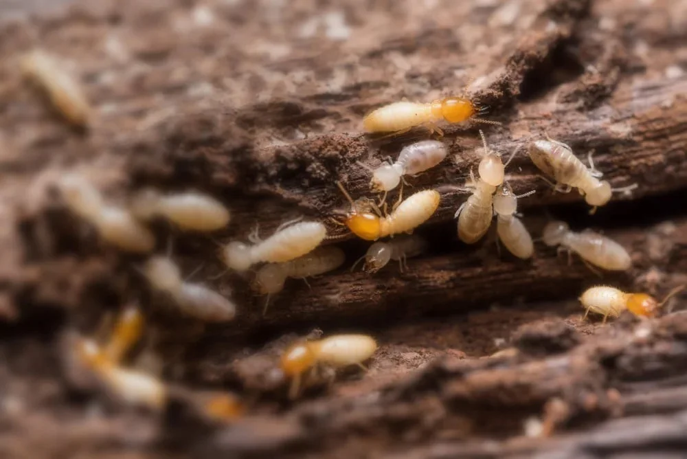 Identify the pest. Understand the risk. — PCO KiT